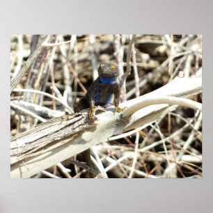 Affiche Lézard des clôtures du Grand Bassin à Joshua Tree