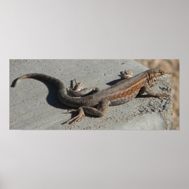 Affiche lézard des dunes (Devant)