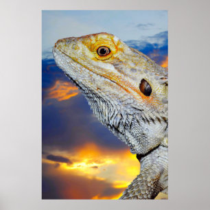 Affiche Lézard gris au coucher du soleil