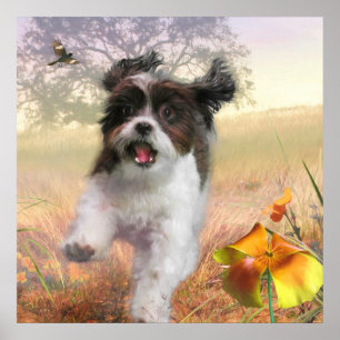 Affiche Lhasa Apso Chien HIGH TAIL HOME