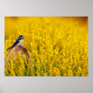 Affiche L'hirondelle