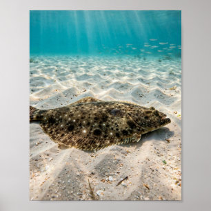 Affiche L'homme de Floride pêche l'aiglefin au fond sablon