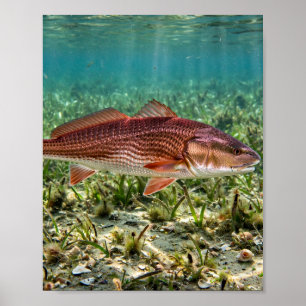 Affiche L'homme de Floride Redfish Tambour Rouge Plaines d