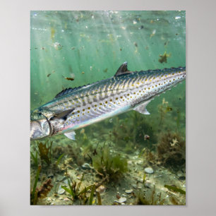Affiche L'homme de Floride Sébaste Royal Poisson-Roi Pêche