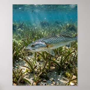 Affiche L'homme de Floride Spotted Seatrout Floride Plaine