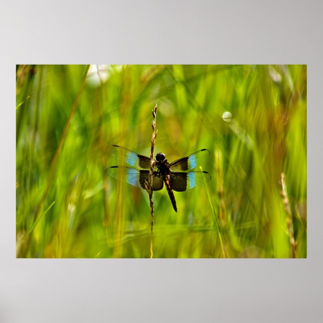 Affiche libellule (Devant)