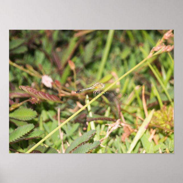 Affiche libellule (Devant)