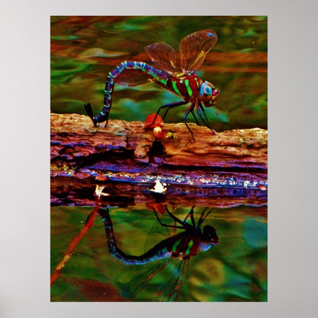 Affiche libellule arc-en-ciel, libellule Turquoise et viol (Devant)
