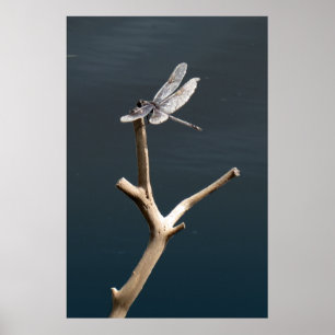 Affiche Libellule au repos