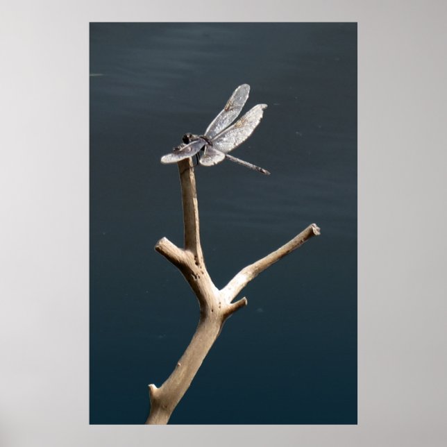 Affiche Libellule au repos (Devant)