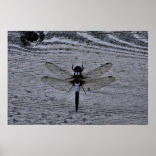 Affiche Libellule bleue