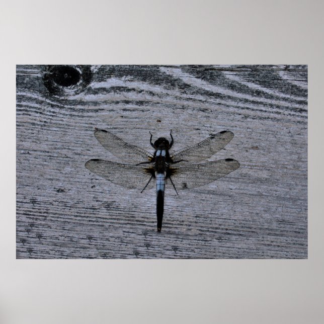 Affiche Libellule bleue (Devant)