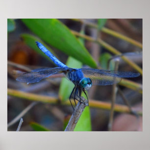 Affiche - libellule bleue