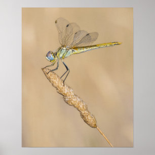 Affiche Libellule Skimmer Insecte Femelle (CC BY 4.0)