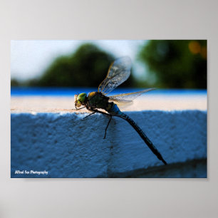 Affiche Libellule sur le rebord