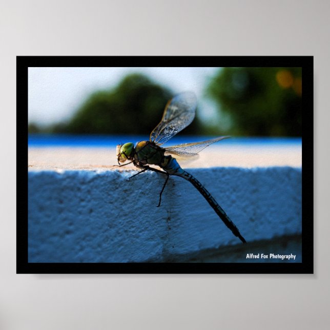 Affiche Libellule sur le rebord (Devant)