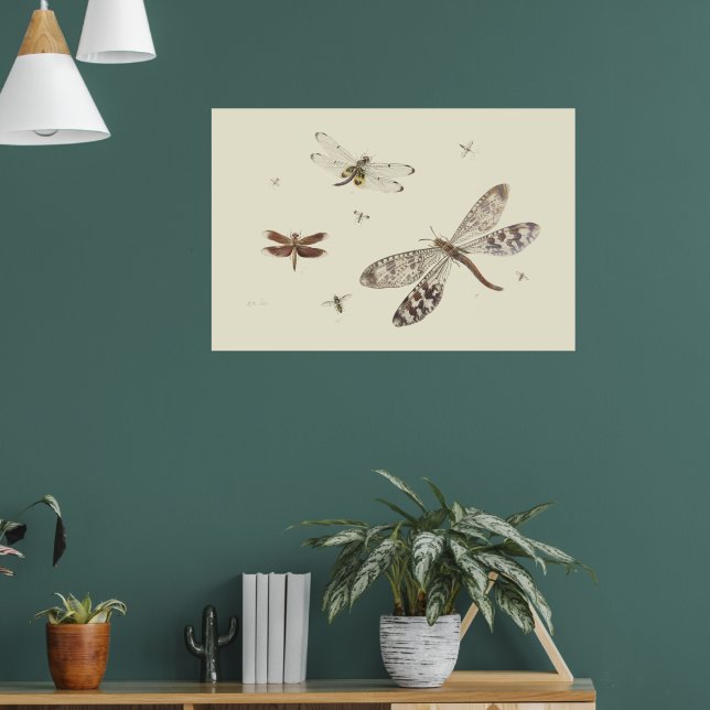 Affiche Libellules art du 18e siècle (Salon 1)