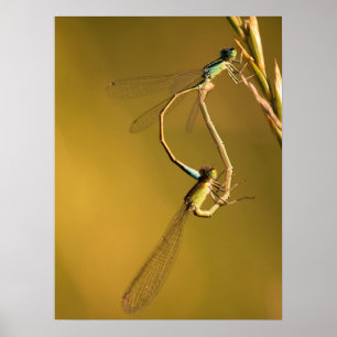 Affiche Libellules dorées Photographie Macro Originale