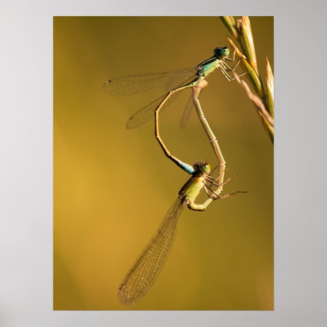 Affiche Libellules dorées Photographie Macro Originale (Devant)