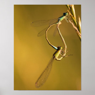 Affiche Libellules en train de s'accoupler dans une Macro