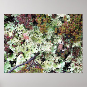 Affiche Lichen, Baie Ainsworth, Tierra del Fuego, Chili