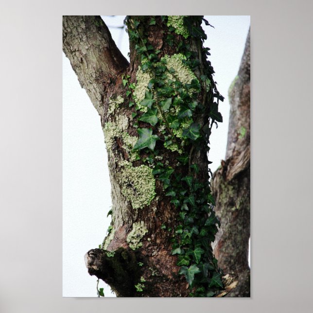 Affiche Lichen et Ivy (Devant)