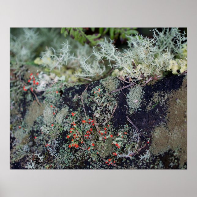 Affiche Lichen rouge (Devant)