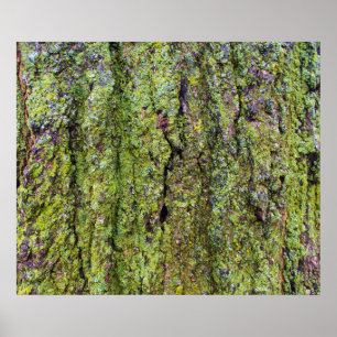 Affiche Lichen vert sur l'écorce d'arbre Nature