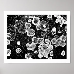 Affiche Lichens