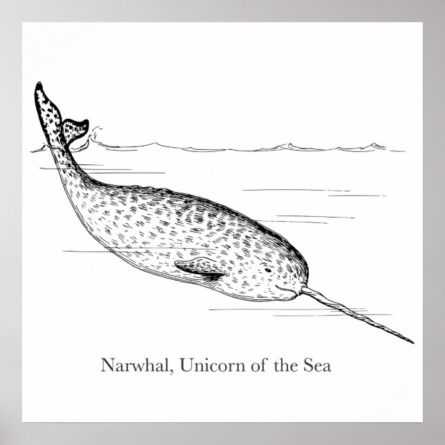 Affiche Licorne de mer Baleine Narval (Devant)