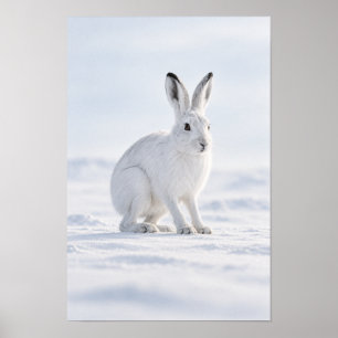 Affiche Lièvre arctique blanc dans l'art mural de la tound