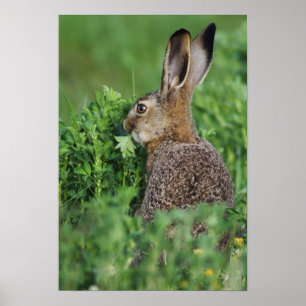 Affiche Lièvre Brown, Lepus europaeus, alimentation jeune,