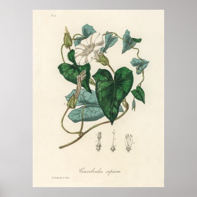 Affiche Lièvre (Convolvulus sépium) de la botanique Médica (Devant)