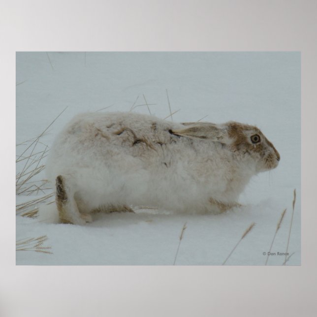 Affiche Lièvre d'Amérique R7 Prêt à Courir (Devant)