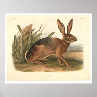 Affiche Lièvre de Californie par Audubon (0177A)