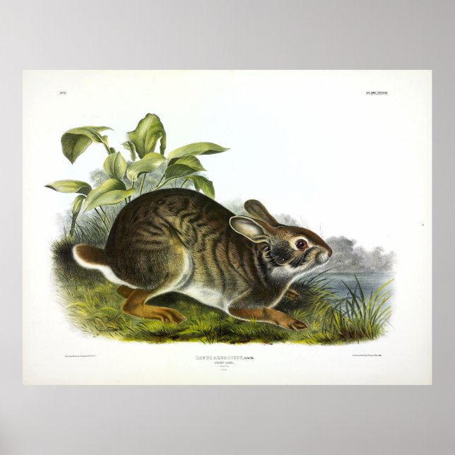 Affiche Lièvre de marais (Lapin de marais) par Audubon (Devant)