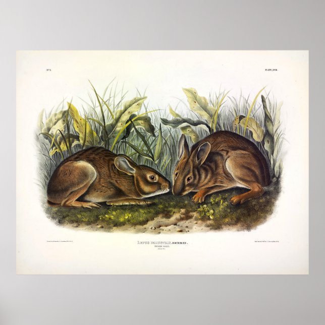 Affiche Lièvre de marais, lapin de marais par Audubon (Devant)