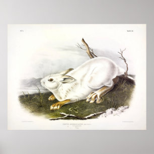 Affiche Lièvre du Nord, hiver (lièvre de neige) par Audubo