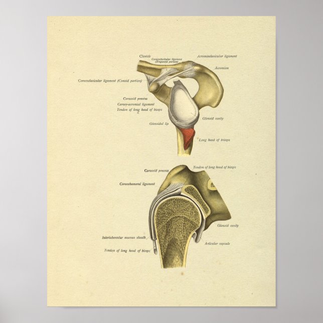 Affiche Ligaments articulaires à épaules Anatomie Impressi (Devant)