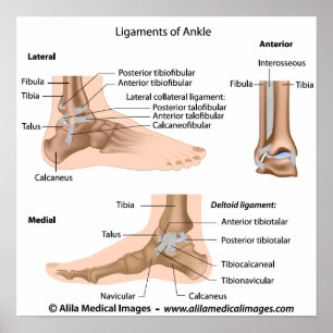 Affiche Ligaments de cheville, marqués dessin