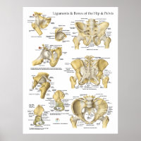 Ligaments de hanche et Pelvis Anatomie des os