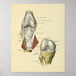 Affiche Ligaments du genou Bones d'anatomie articulés Impr