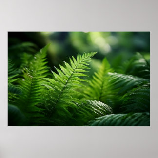Affiche Light and Ferns 