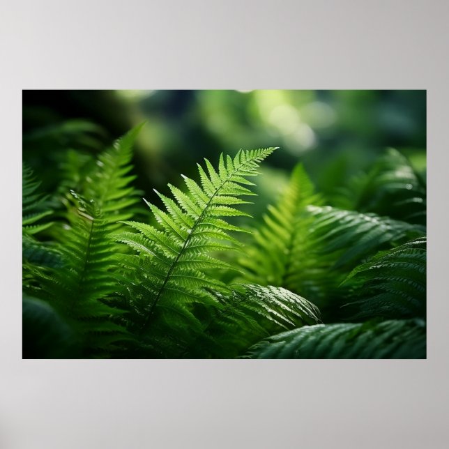 Affiche Light and Ferns  (Devant)