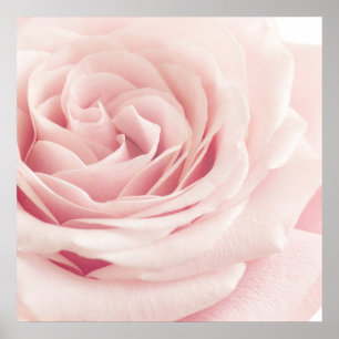 Affiche Light Pink Rose Flower