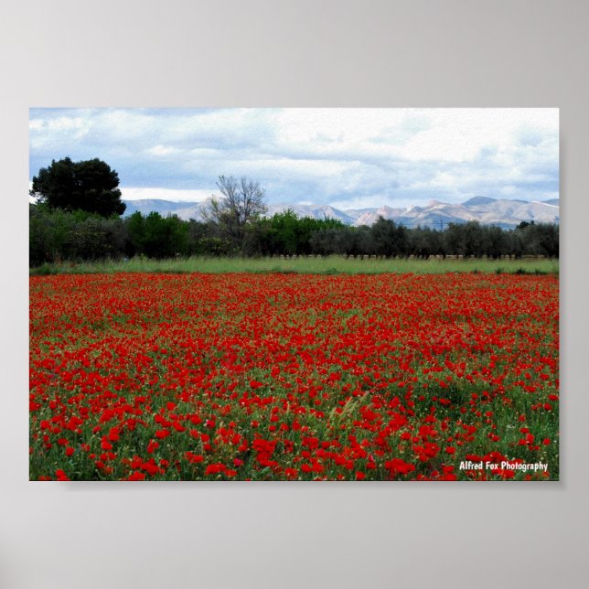 Affiche Ligne d'arbres dans un champ de coquelicots (Devant)