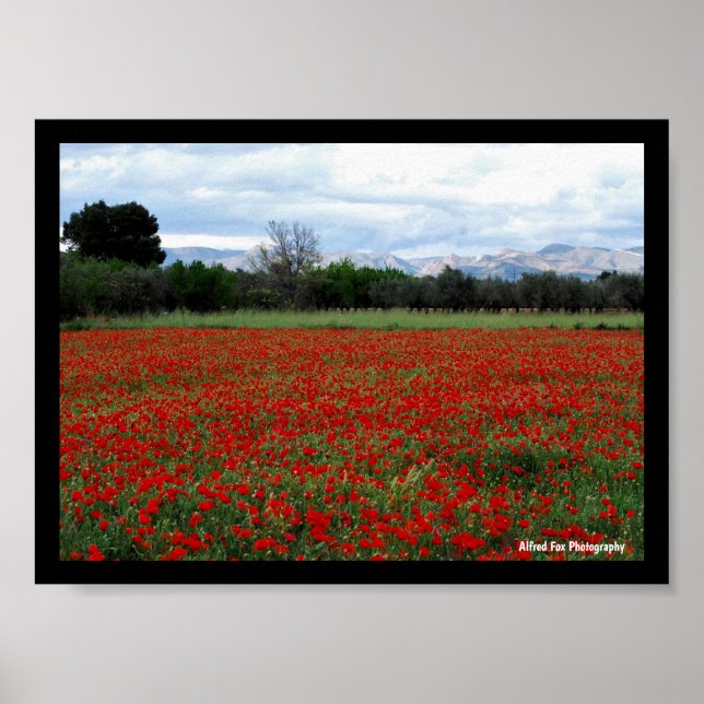 Affiche Ligne d'arbres dans un champ de coquelicots (Devant)