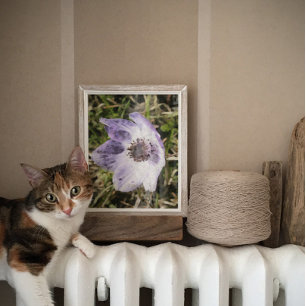 Affiche Lilac Blue Anemone Coronaria Peinture Fleur Sauvag