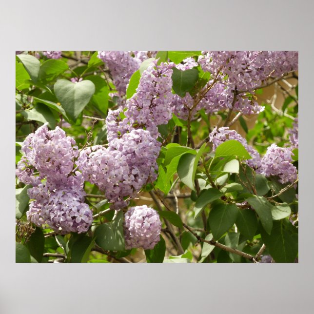 Affiche Lilac Bush Belles fleurs de printemps violettes (Devant)