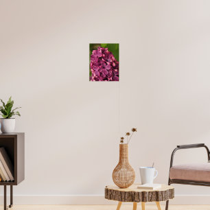Affiche Lilac commun